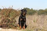 ROTTWEILER 106